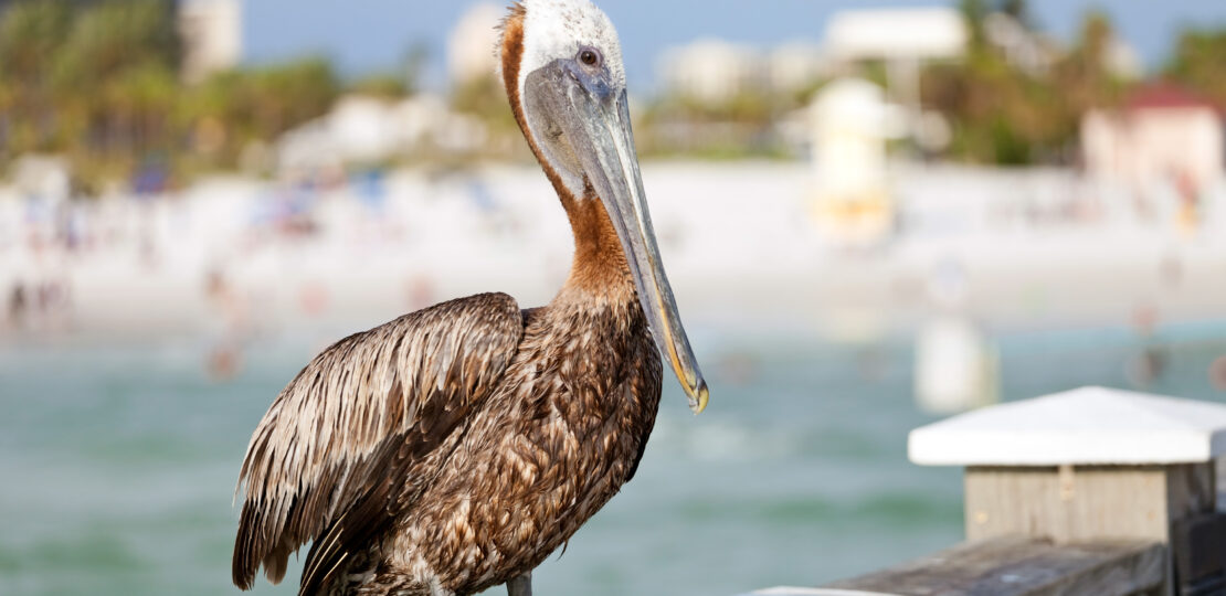 Clearwater Beach Florida Pelican