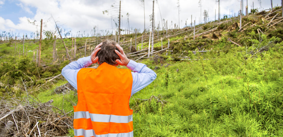 Forest disaster