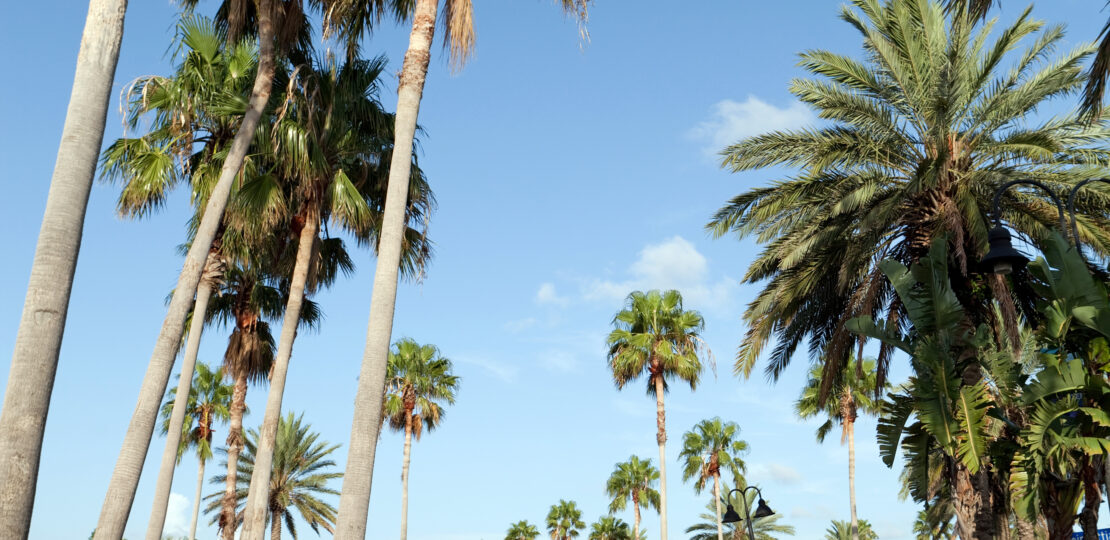 Clearwater Florida Palm Trees